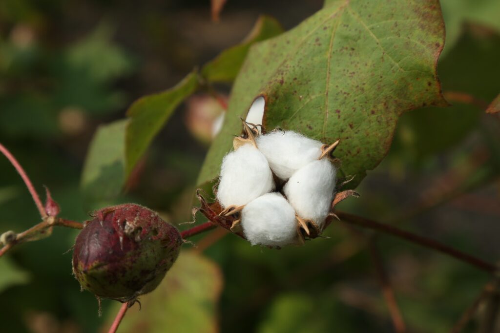 cotton flower, agriculture, nature, farm, cotton farm, plant, cotton plant